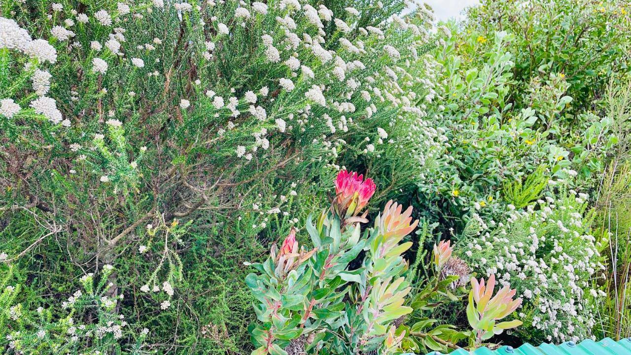Moonriver Cottage, Prime Lagoon Views & Solar Power Knysna Eksteriør bilde